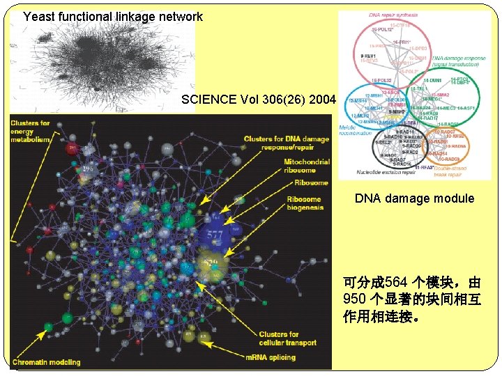 Yeast functional linkage network SCIENCE Vol 306(26) 2004 DNA damage module 可分成 564 个模块，由