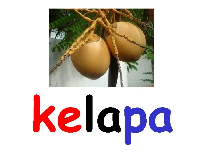 kelapa 