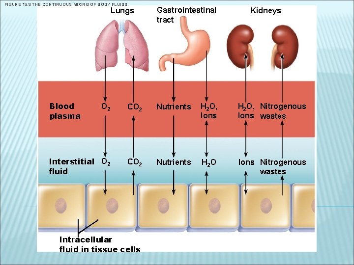 FIGURE 15. 9 THE CONTINUOUS MIXING OF BODY FLUIDS. Lungs Blood plasma Gastrointestinal tract