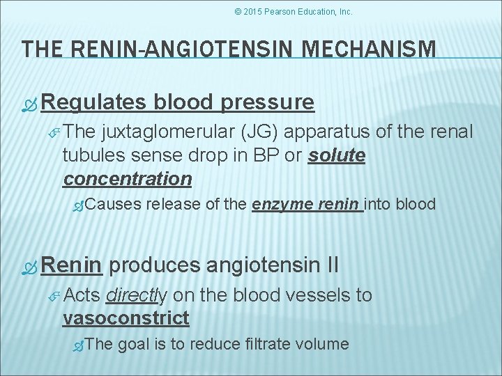 © 2015 Pearson Education, Inc. THE RENIN-ANGIOTENSIN MECHANISM Regulates blood pressure The juxtaglomerular (JG)
