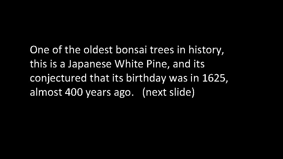 One of the oldest bonsai trees in history, this is a Japanese White Pine,