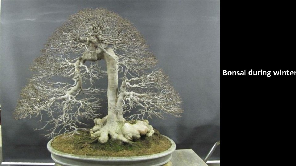 Bonsai during winter 