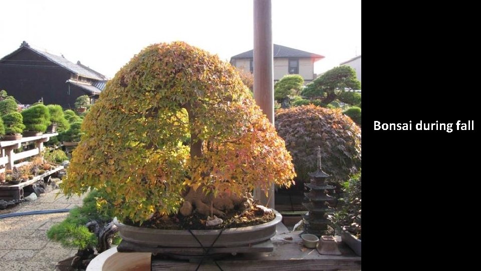 Bonsai during fall 
