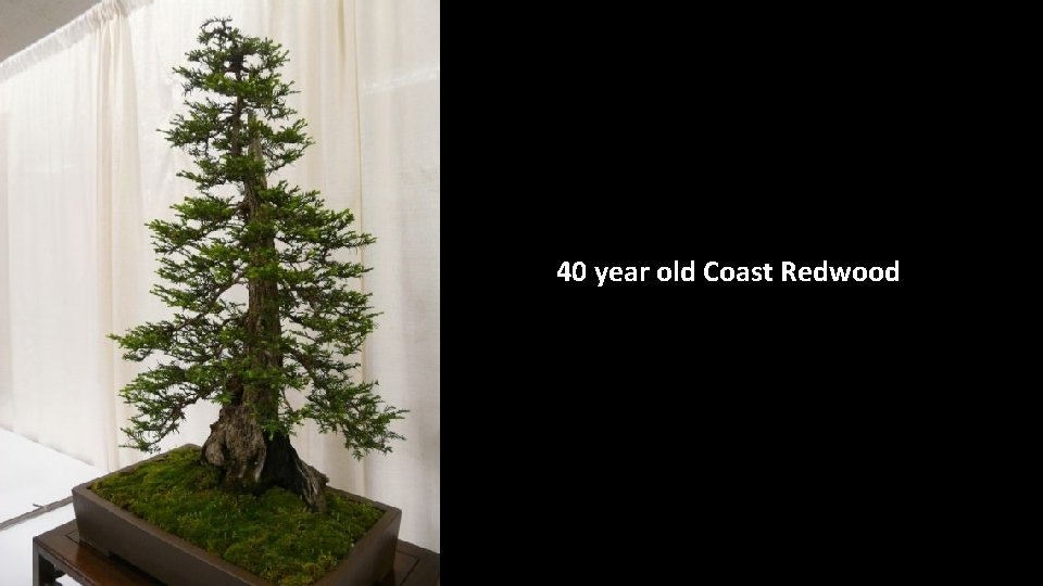 40 year old Coast Redwood 