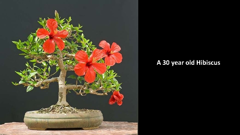 A 30 year old Hibiscus 