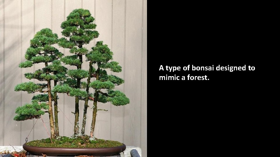 A type of bonsai designed to mimic a forest. 