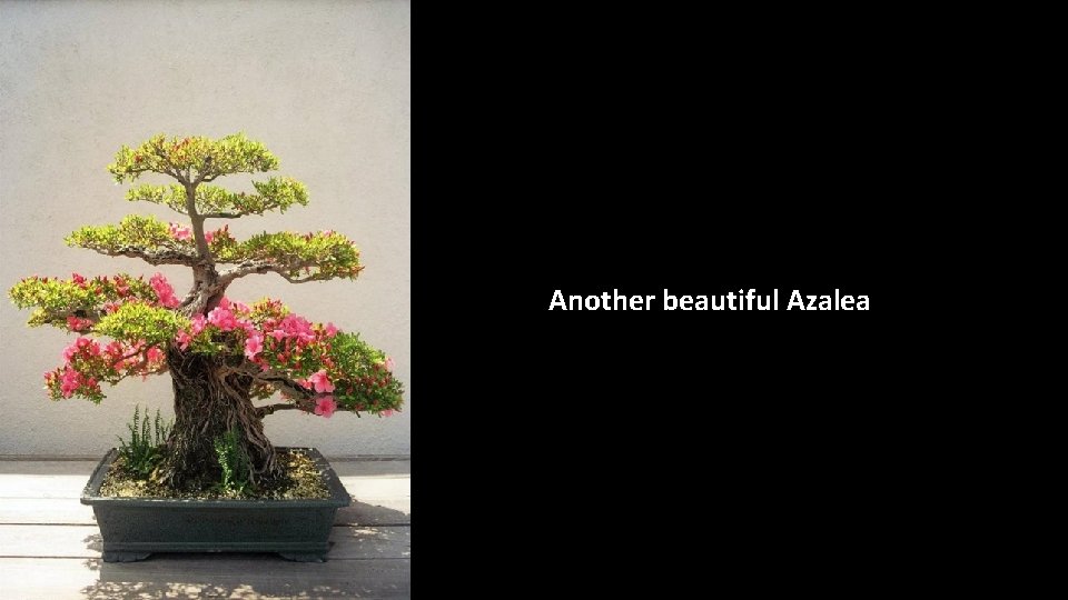 Another beautiful Azalea 