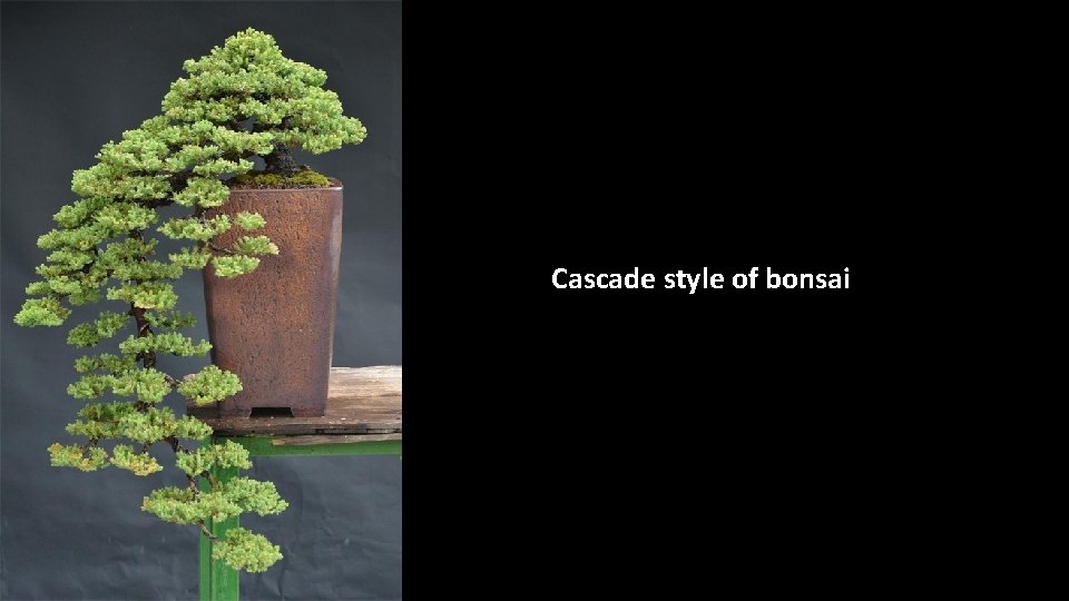 Cascade style of bonsai 