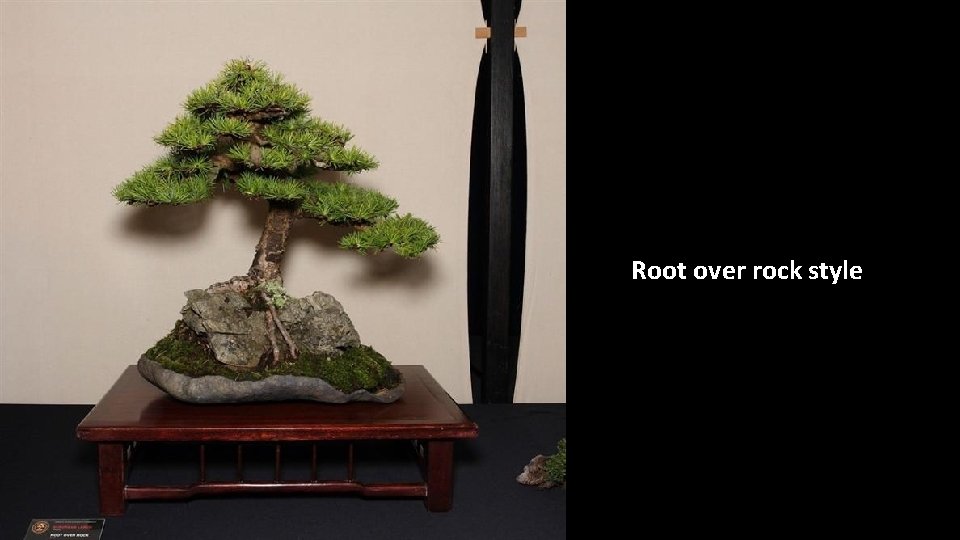 Root over rock style 