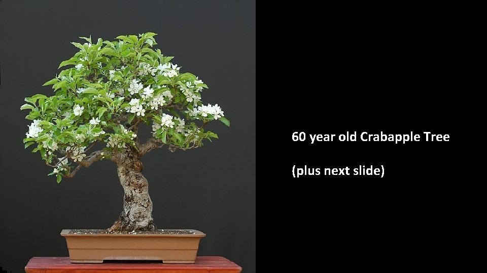 60 year old Crabapple Tree (plus next slide) 
