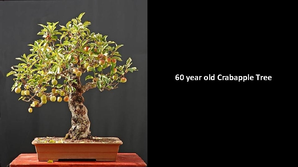 60 year old Crabapple Tree 