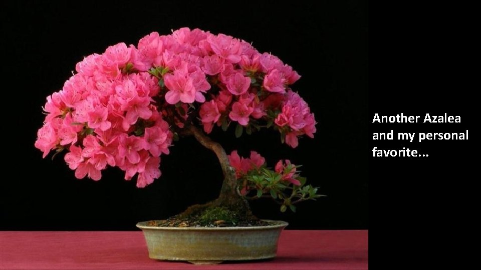 Another Azalea and my personal favorite. . . 