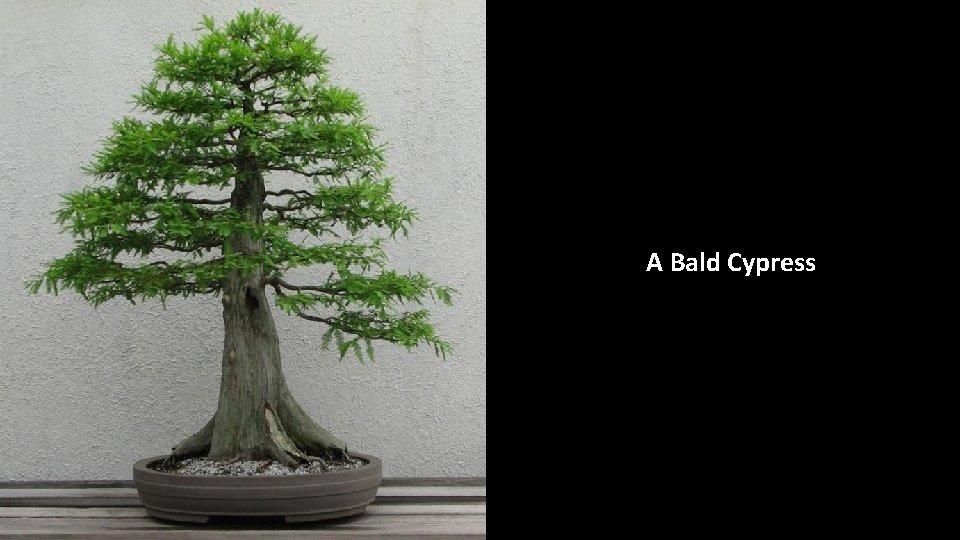 A Bald Cypress 