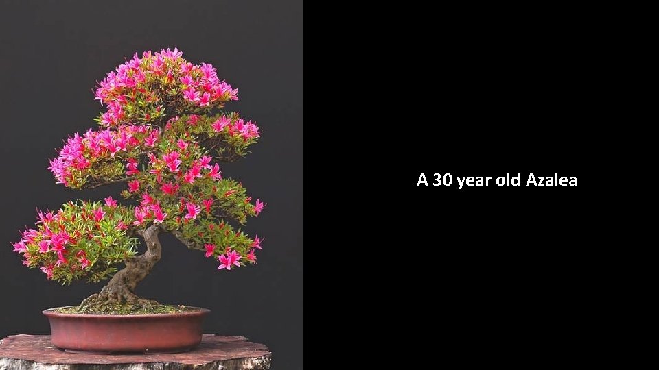 A 30 year old Azalea 