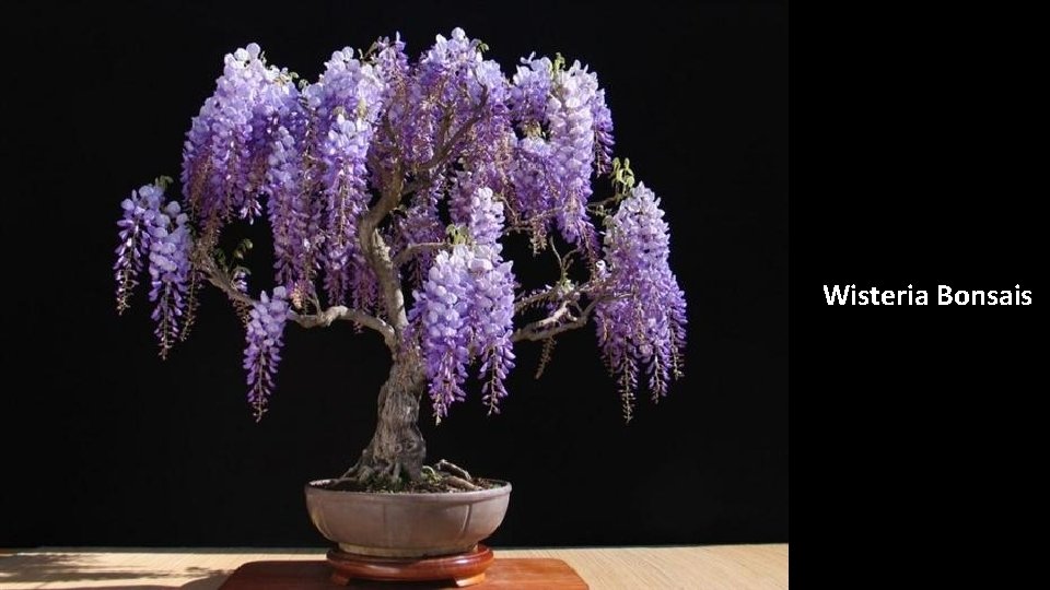 Wisteria Bonsais 