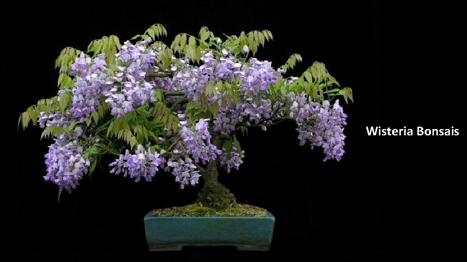 Wisteria Bonsais 