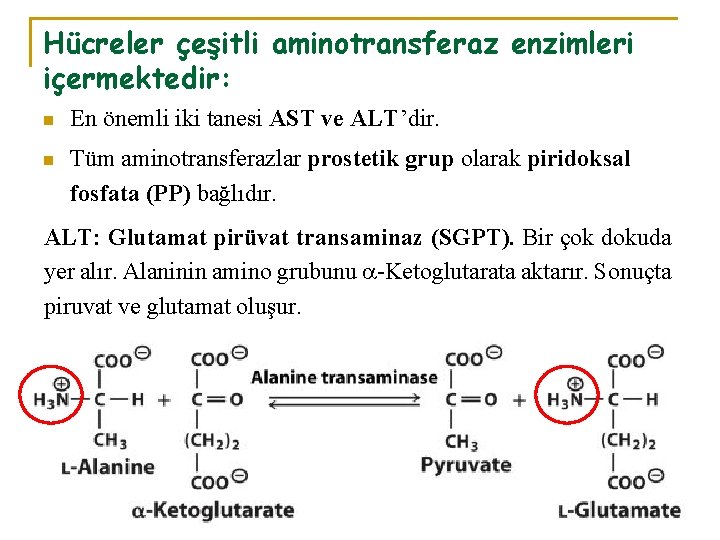 Hücreler çeşitli aminotransferaz enzimleri içermektedir: n En önemli iki tanesi AST ve ALT’dir. n