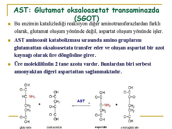 n AST: Glutamat oksaloasetat transaminazda (SGOT) Bu enzimin katalizlediği reaksiyon diğer aminotransferazlardan farklı olarak,