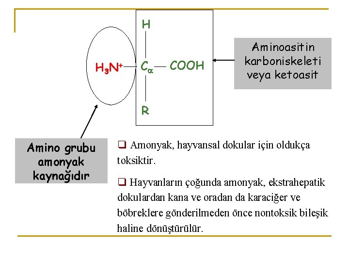 H H 3 N + C COOH Aminoasitin karboniskeleti veya ketoasit R Amino grubu
