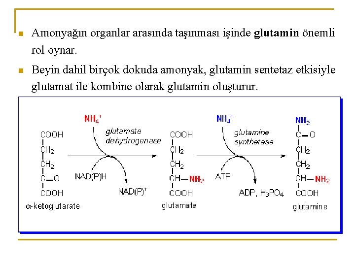 n Amonyağın organlar arasında taşınması işinde glutamin önemli rol oynar. n Beyin dahil birçok