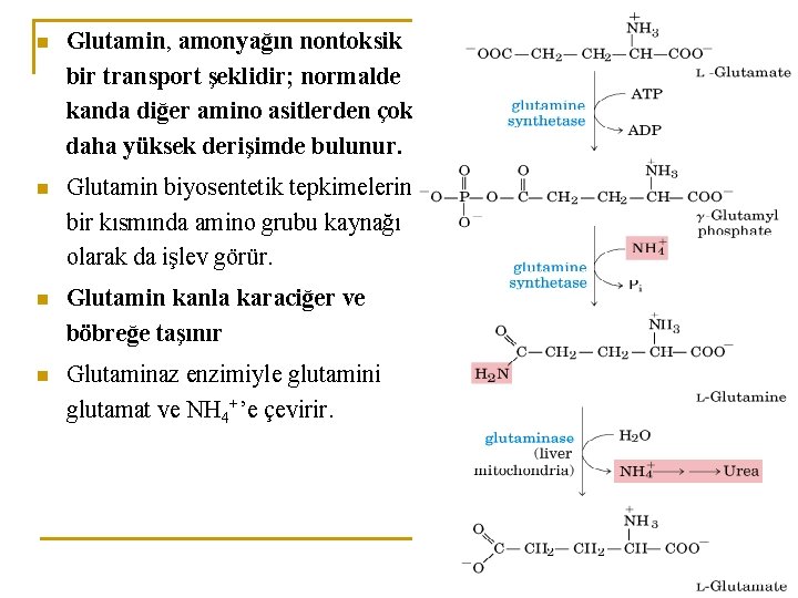 n Glutamin, amonyağın nontoksik bir transport şeklidir; normalde kanda diğer amino asitlerden çok daha