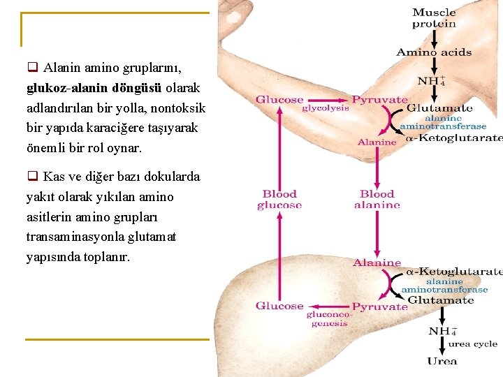 q Alanin amino gruplarını, glukoz-alanin döngüsü olarak adlandırılan bir yolla, nontoksik bir yapıda karaciğere