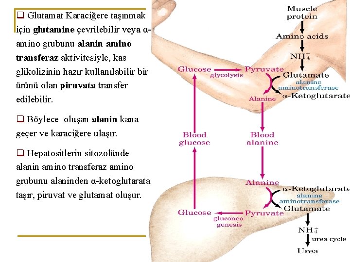 q Glutamat Karaciğere taşınmak için glutamine çevrilebilir veya αamino grubunu alanin amino transferaz aktivitesiyle,