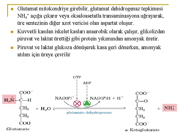 n Glutamat mitokondriye girebilir, glutamat dehidrogenaz tepkimesi NH 4+ açığa çıkarır veya oksaloasetatla transaminasyona