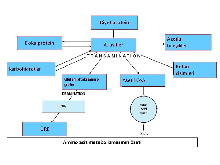 Diyet protein Doku protein A. asitler Azotlu bileşikler Keton cisimleri karbohidratlar Glutamattaki amino grubu
