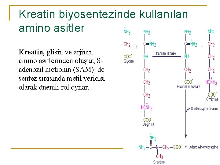 Kreatin biyosentezinde kullanılan amino asitler Kreatin, glisin ve arjinin amino asitlerinden oluşur; Sadenozil metionin