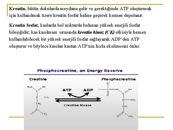 Kreatin, bütün dokularda meydana gelir ve gerektiğinde ATP oluşturmak için kullanılmak üzere kreatin fosfat