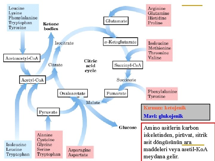 Kırmızı: ketojenik Mavi: glukojenik Amino asitlerin karbon iskeletinden, pirüvat, sitrik asit döngüsünün ara maddeleri