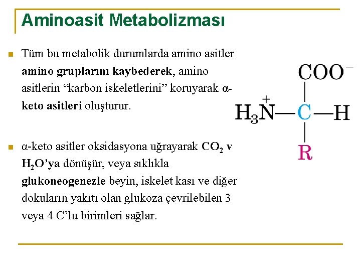 Aminoasit Metabolizması n Tüm bu metabolik durumlarda amino asitler amino gruplarını kaybederek, amino asitlerin