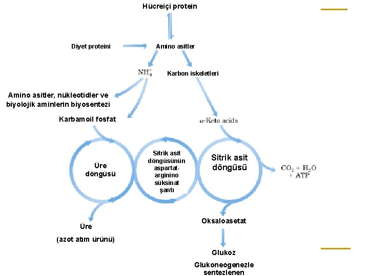 Hücreiçi protein Diyet proteini Amino asitler Karbon iskeletleri Amino asitler, nükleotidler ve biyolojik aminlerin