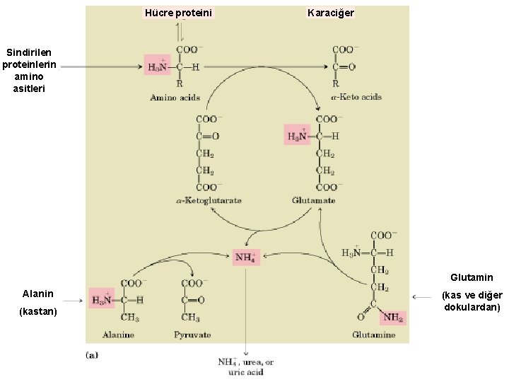Hücre proteini Karaciğer Sindirilen proteinlerin amino asitleri Glutamin Alanin (kastan) (kas ve diğer dokulardan)
