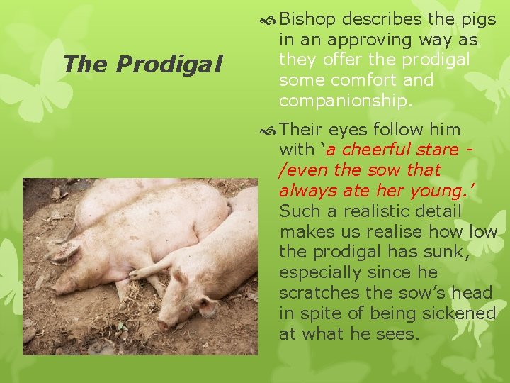The Prodigal Bishop describes the pigs in an approving way as they offer the