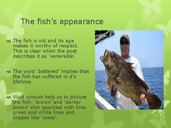 The fish’s appearance The fish is old and its age makes it worthy of