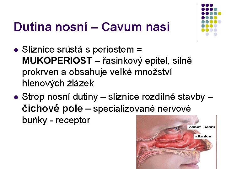 Dutina nosní – Cavum nasi l l Sliznice srůstá s periostem = MUKOPERIOST –