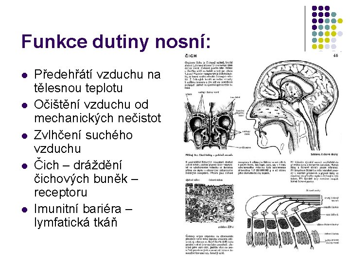 Funkce dutiny nosní: l l l Předehřátí vzduchu na tělesnou teplotu Očištění vzduchu od