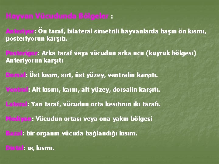 Hayvan Vücudunda Bölgeler : Anteriyor: Ön taraf, bilateral simetrili hayvanlarda başın ön kısmı, posteriyorun