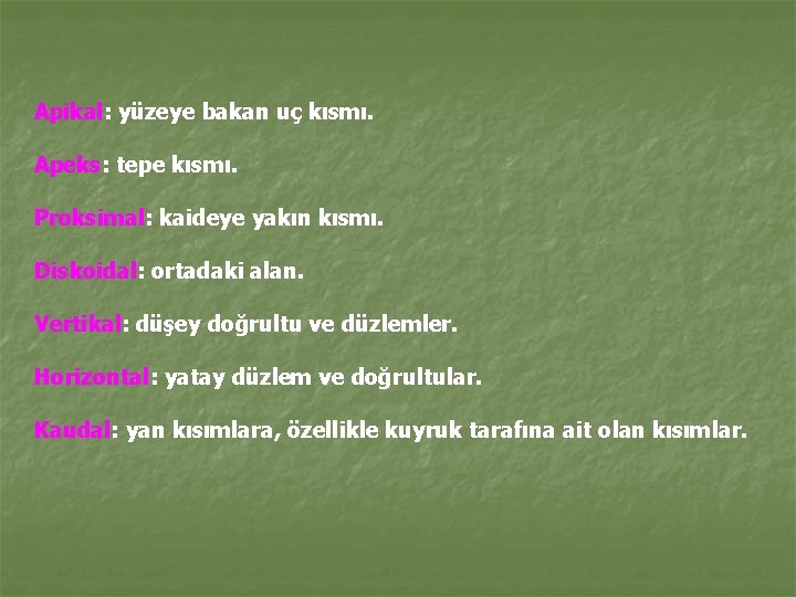 Apikal: yüzeye bakan uç kısmı. Apeks: tepe kısmı. Proksimal: kaideye yakın kısmı. Diskoidal: ortadaki