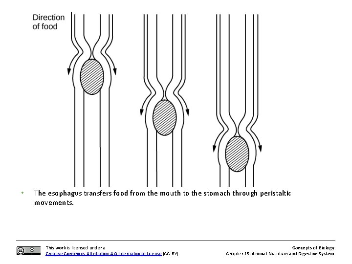  • The esophagus transfers food from the mouth to the stomach through peristaltic