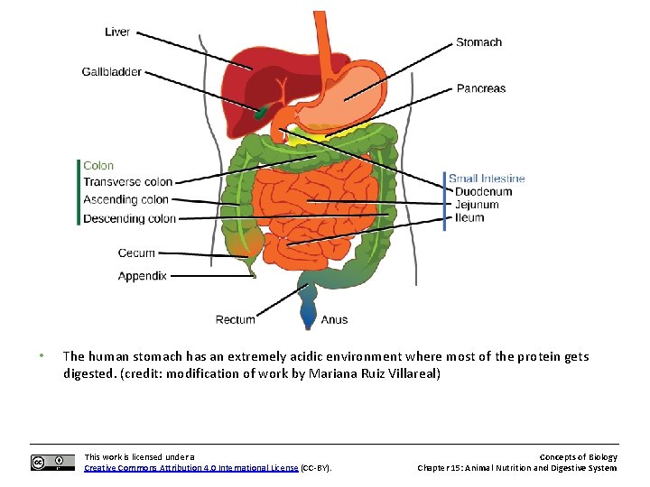  • The human stomach has an extremely acidic environment where most of the