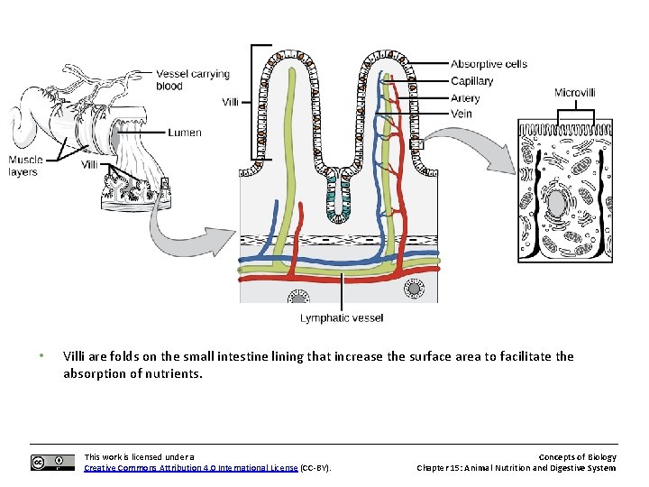 • Villi are folds on the small intestine lining that increase the surface