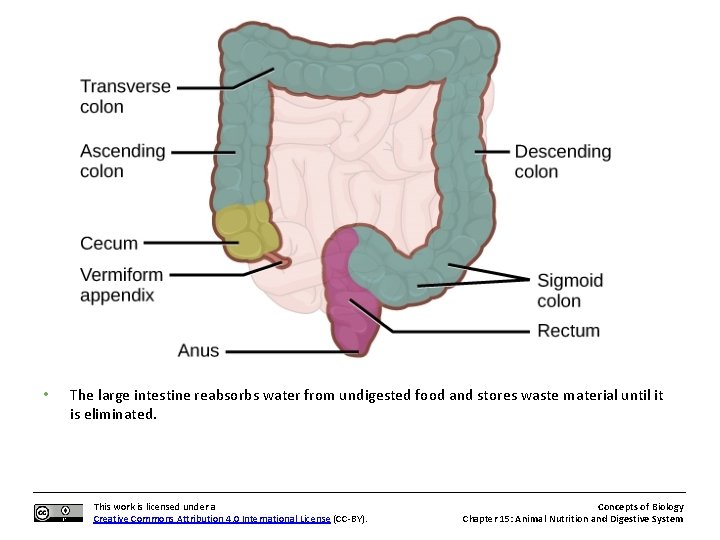  • The large intestine reabsorbs water from undigested food and stores waste material