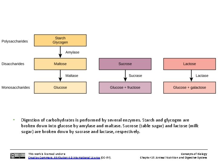  • Digestion of carbohydrates is performed by several enzymes. Starch and glycogen are
