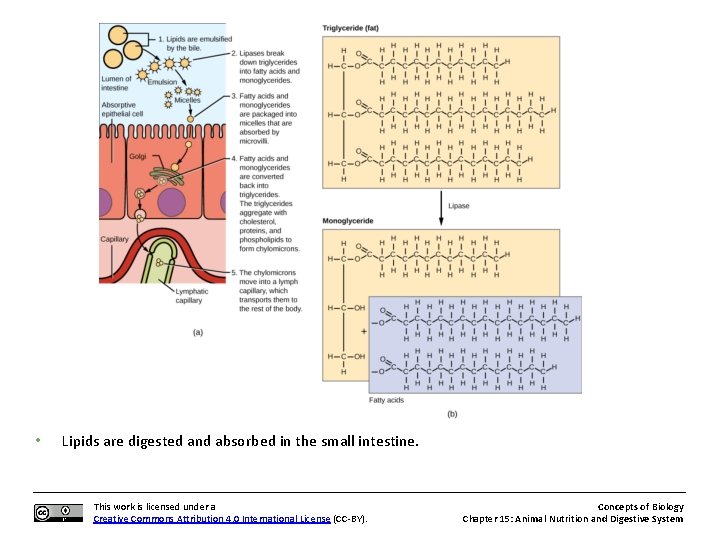  • Lipids are digested and absorbed in the small intestine. This work is