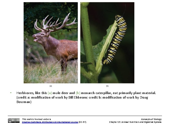  • Herbivores, like this (a) mule deer and (b) monarch caterpillar, eat primarily