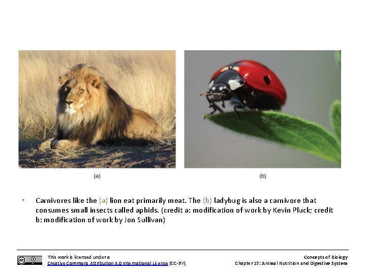  • Carnivores like the (a) lion eat primarily meat. The (b) ladybug is