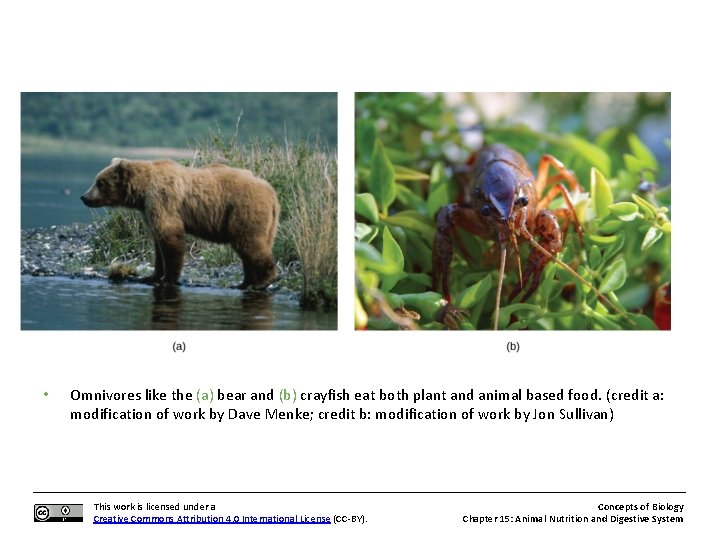  • Omnivores like the (a) bear and (b) crayfish eat both plant and